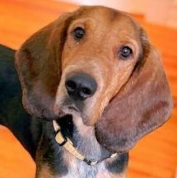 Journey (AL) -  Bloodhound Dog for Adoption - Journey (AL) | PetCurious