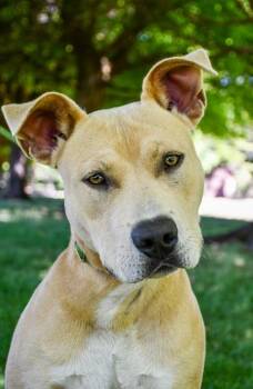 Kratos -  Pit Bull Terrier and Mixed Breed Dog for Adoption in Yakima, Washington - Kratos | PetCurious