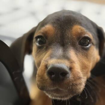 Tilly Pickles -  Mixed Breed Dog for Adoption in Fredericksburg, Virginia - Tilly Pickles | PetCurious