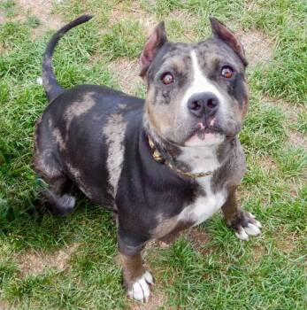 American Staffordshire Terrier and Mixed Breed Dogs Available for Adoption in Mead, Colorado - Nina | PetCurious