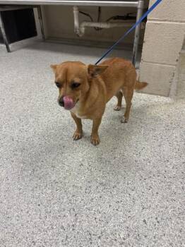 A430127 -  Chihuahua and Mixed Breed Dog for Adoption in Conroe, Texas - A430127 | PetCurious