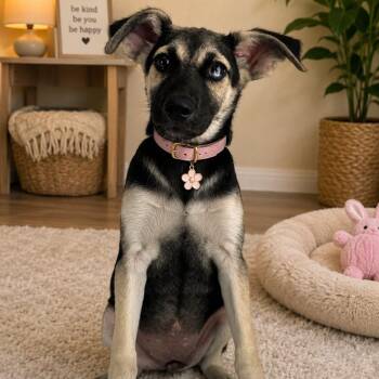 JENNINGS GS -  German Shepherd Dog Dog for Adoption in Lucas, Texas - JENNINGS GS | PetCurious