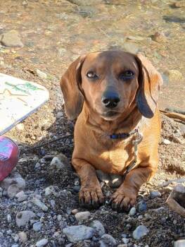 Weenie -  Dachshund Dog for Adoption in Portland, Oregon - Weenie | PetCurious