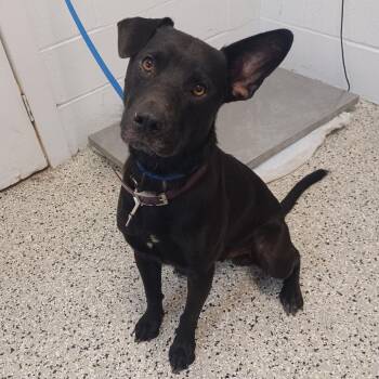 Cheddar -  Labrador Retriever and Mixed Breed Dog for Adoption in Hattiesburg, Mississippi - Cheddar | PetCurious