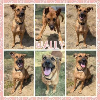 Wally -  Shepherd and Bloodhound Dog for Adoption in Fort Smith, Arkansas - Wally | PetCurious