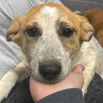Carrie -  Mixed Breed Dog for Adoption in Corbin, Kentucky - Carrie | PetCurious