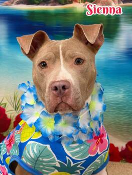 Sienna -  Mixed Breed Dog for Adoption in Flint, Michigan - Sienna | PetCurious