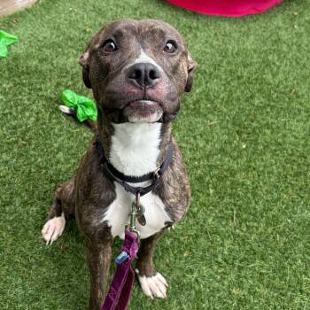 April -  Mixed Breed Dog for Adoption in Oak Park, Illinois - April | PetCurious