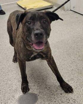 Hailey -  Mixed Breed Dog for Adoption in Kansas City, Missouri - Hailey | PetCurious