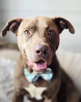 Rescue Chocolate Labrador Retriever and Mixed Breed Dogs for Adoption in Bolivar, Tennessee - Goose #25205 | PetCurious