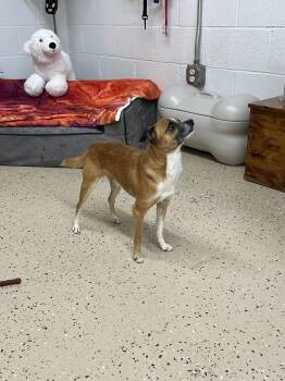 Chihuahua Dogs Available for Adoption in York, South Carolina - Pokey | PetCurious