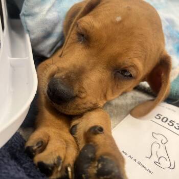 Barney -  Mixed Breed Dog for Adoption in West Palm Beach, Florida - Barney | PetCurious