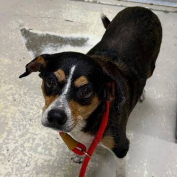 Anika -  Mixed Breed Dog for Adoption in Milton, Florida - Anika | PetCurious