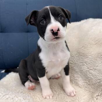 Spider -  Mixed Breed Dog for Adoption in Park City, Utah - Spider | PetCurious