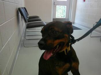 CHEWY -  Rottweiler Dog for Adoption in Ocala, Florida - CHEWY | PetCurious