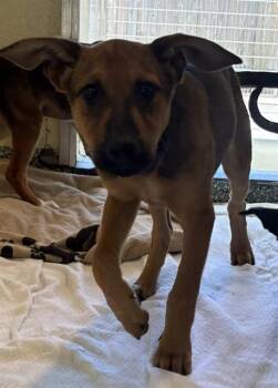 TYLER ADAMS -  Australian Cattle Dog Blue Heeler and Mixed Breed Dog for Adoption in Boston, Massachusetts - TYLER ADAMS | PetCurious