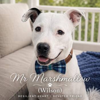 Mr. Marshmallow (Wilson) -  American Staffordshire Terrier and Labrador Retriever Dog for Adoption in Farmington, Missouri - Mr. Marshmallow (Wilson) | PetCurious
