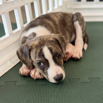 Fish N Chicks -  Pit Bull Terrier Dog for Adoption in Columbia, South Carolina - Fish N Chicks | PetCurious