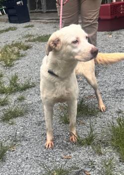 Nala -  Mixed Breed Dog for Adoption in Elizabethtown, North Carolina - Nala | PetCurious