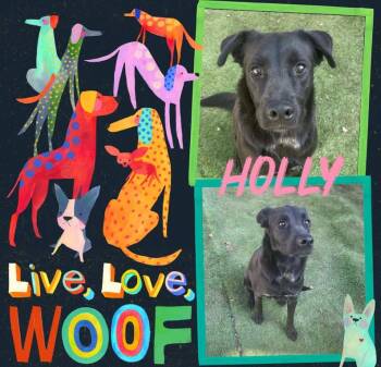 Holly -  Labrador Retriever Dog for Adoption in San Antonio, Texas - Holly | PetCurious