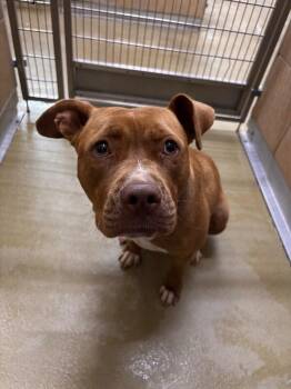 Dolly -  Mixed Breed Dog for Adoption in Hobbs, New Mexico - Dolly | PetCurious