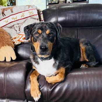 Amazing Spike -  Rottweiler and Catahoula Leopard Dog Dog for Adoption in Burlington, North Carolina - Amazing Spike | PetCurious
