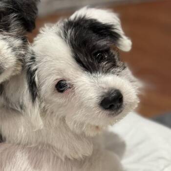 Mixed Breed Dogs Available for Adoption - Gouda | PetCurious