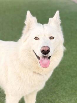 Coconut -  Alaskan Malamute and Siberian Husky Dog for Adoption in Fresno, California - Coconut | PetCurious