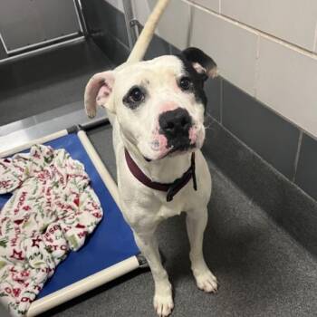 Debo -  Pit Bull Terrier Dog for Adoption in Cedar Rapids, Iowa - Debo | PetCurious
