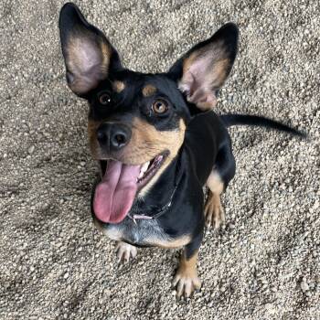 Chloe -  Cattle Dog Dog for Adoption in Lacon, Illinois - Chloe | PetCurious