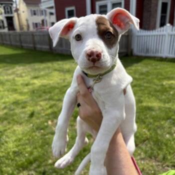 Pit Bull Terrier and Pointer Dogs Available for Adoption in Shermans Dale, Pennsylvania - Terra | PetCurious