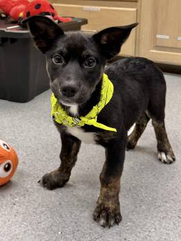 Rex -  Shepherd Dog for Adoption in Manchester, Connecticut - Rex | PetCurious