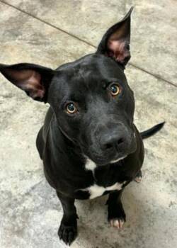 Cow Patty -  Terrier and Mixed Breed Dog for Adoption in Lampasas, Texas - Cow Patty | PetCurious