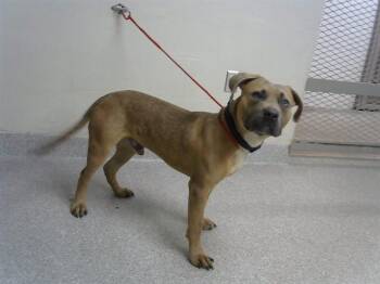 DIESEL -  Pit Bull Terrier and Mixed Breed Dog for Adoption in Pasadena, Texas - DIESEL | PetCurious