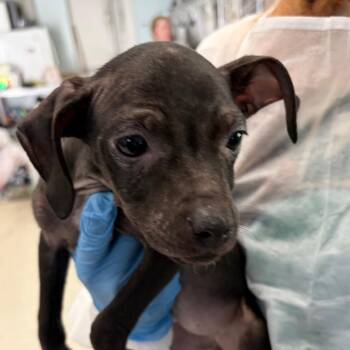 Mixed Breed Dogs Available for Adoption - Jumbo | PetCurious