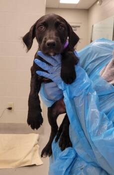 Mixed Breed Dogs Available for Adoption in Chillicothe, Ohio - Circle | PetCurious