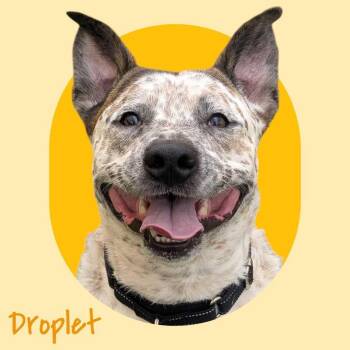 Droplet -  Cattle Dog Dog for Adoption in Manchester, New Hampshire - Droplet | PetCurious