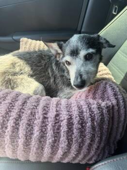 Pepper -  Chihuahua Dog for Adoption in Ventura, California - Pepper | PetCurious