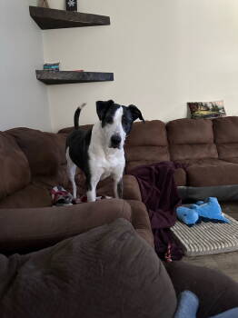 Rescue Pit Bull Terrier Dogs for Adoption in Saint Paul, Minnesota - Roxy **OSCP** | PetCurious