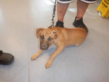 Black Mouth Cur and Mixed Breed Dogs Available for Adoption in San Jose, California - BABY GIRL | PetCurious