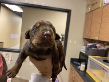 Doberman Pinscher and Mixed Breed Dogs Available for Adoption in Modesto, California - A608865 | PetCurious