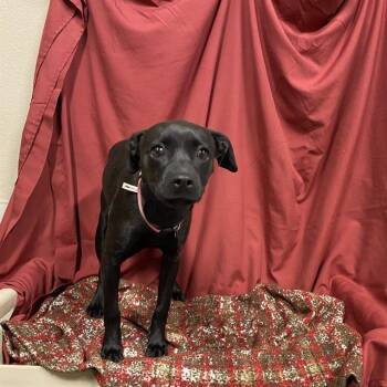 A611388 -  Rat Terrier and Mixed Breed Dog for Adoption in Modesto, California - A611388 | PetCurious