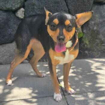 Princess -  Chihuahua and Terrier Dog for Adoption in Keaau, Hawaii - Princess | PetCurious