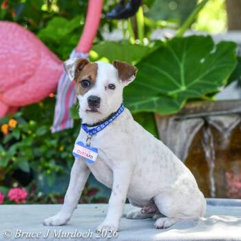 Custard -  Pit Bull Terrier Dog for Adoption in Wake Forest, North Carolina - Custard | PetCurious