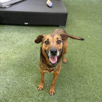 Betty -  Hound Dog for Adoption in San Diego, California - Betty | PetCurious