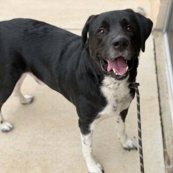 26-01604 -  Labrador Retriever Dog for Adoption in Fredericksburg, Virginia - 26-01604 | PetCurious