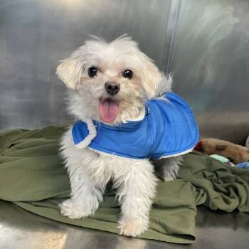 Rescue Maltese Dogs for Adoption in Philadelphia, Pennsylvania - Cosmo | PetCurious