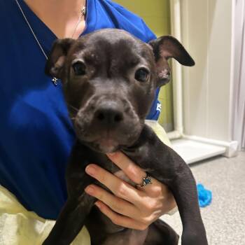 Mr. Peabody -  Mixed Breed Dog for Adoption in Englewood, Florida - Mr. Peabody | PetCurious