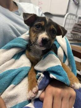 Stripes -  Mixed Breed Dog for Adoption in Georgetown, South Carolina - Stripes | PetCurious