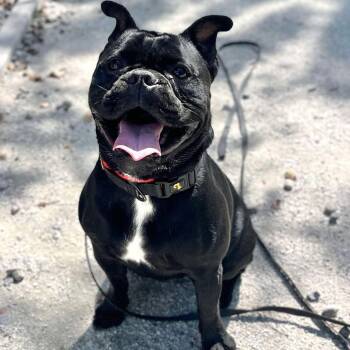 Rescue English Bulldog and French Bulldog Dogs for Adoption in Toronto, Ontario - Boris | PetCurious
